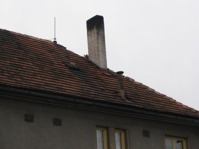 Opět pouze hřebenáče