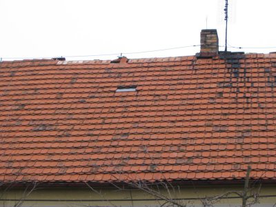 A opět to dnesli hřebenáče
