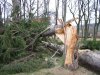 Stejný strom přez den